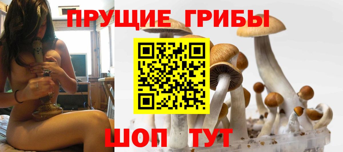 Галлюциногенные грибы Psilocybine cubensis Ейск